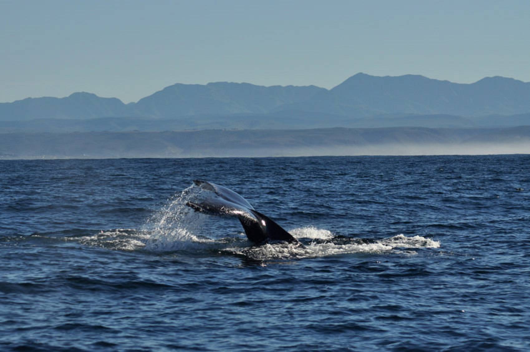 Whale Watching