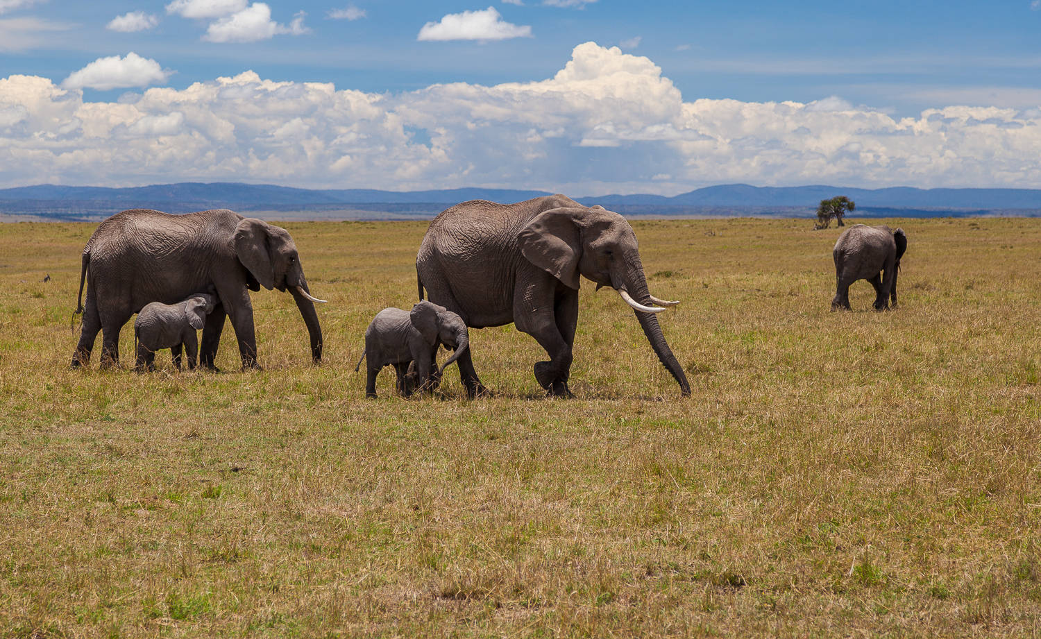 African Elephants in Masaai Mara