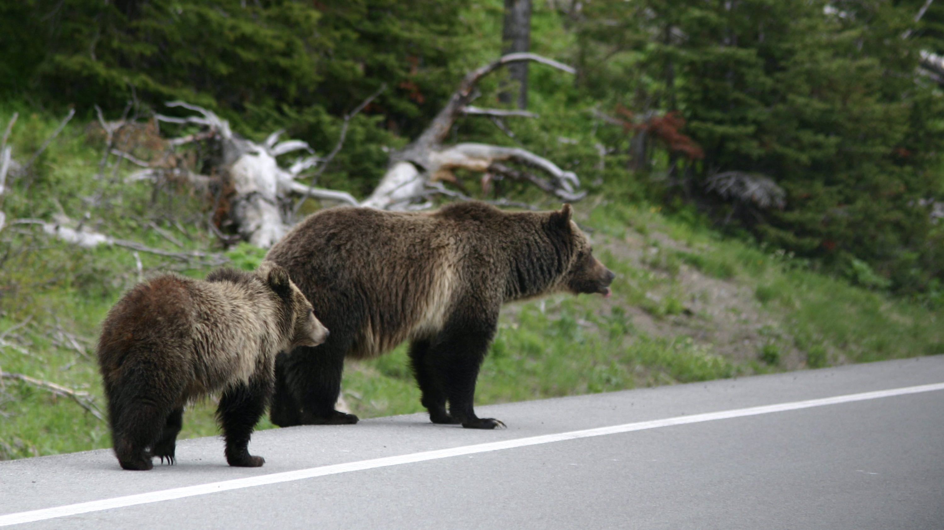 Bear Yellowstone National Park