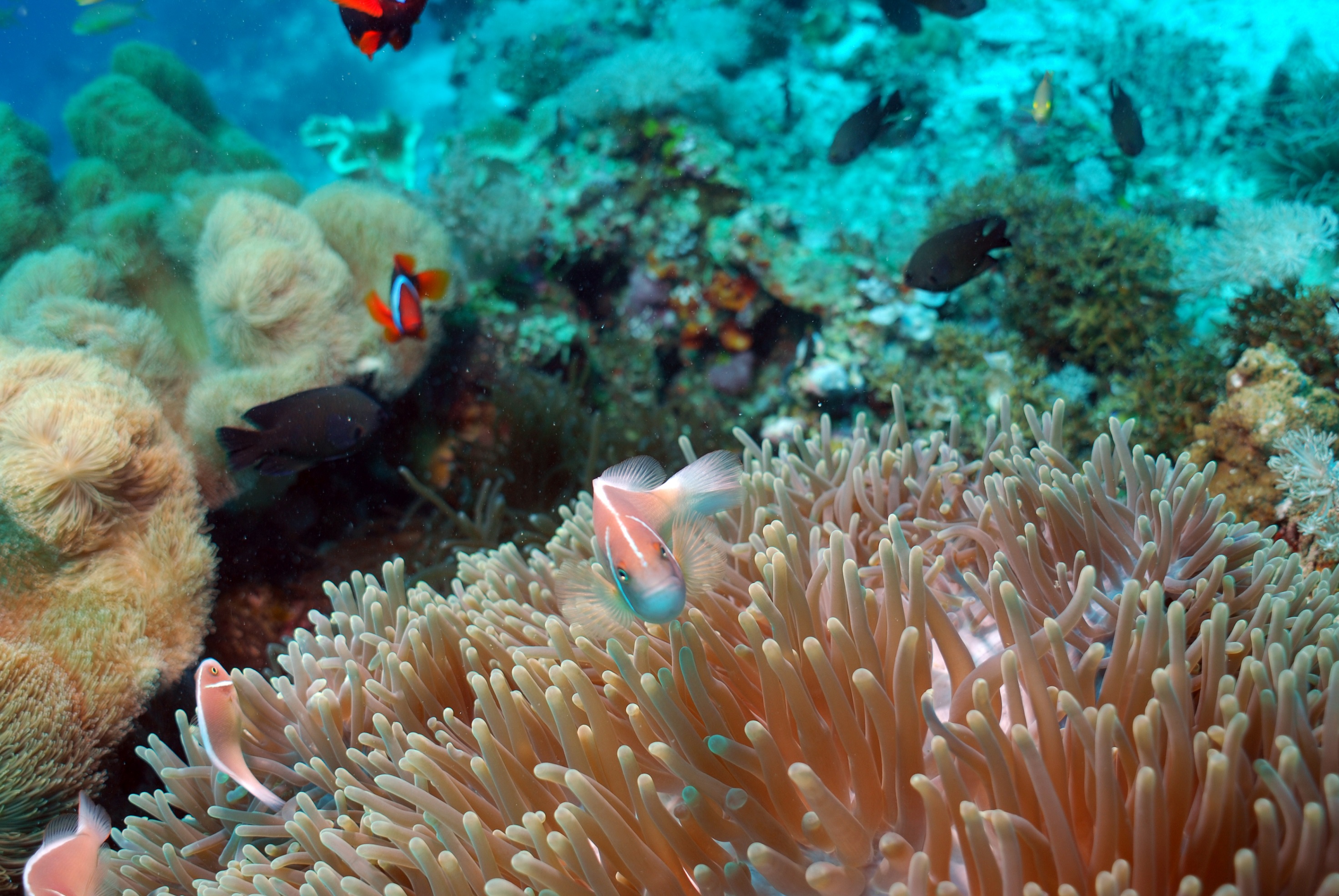 Bohol Coral