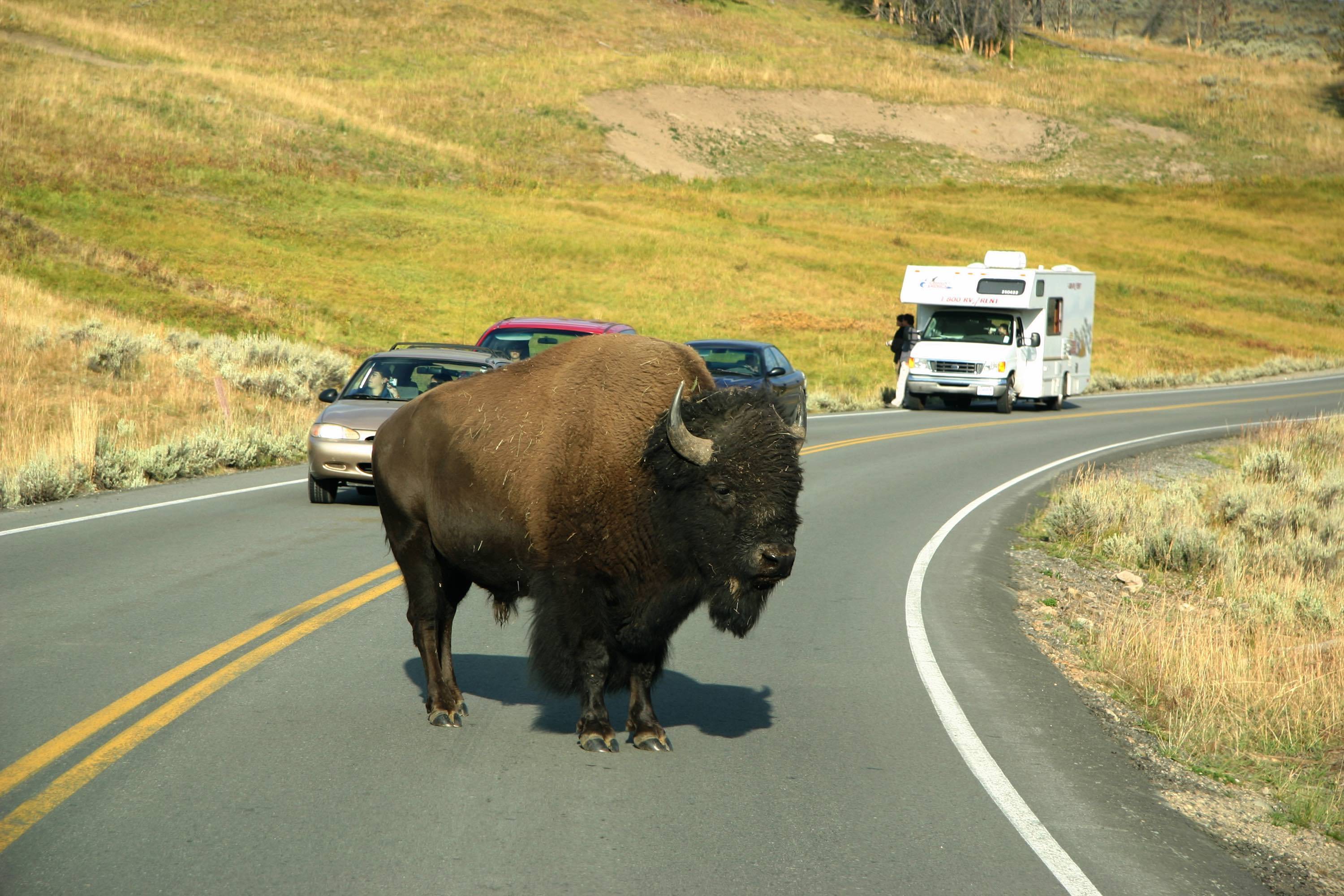 Buffalo Yellowstone National Park
