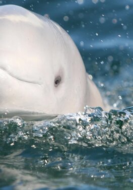 From Toronto to Churchill: Explore Belugas, Bears & Blooms in the Wilds of Canada!