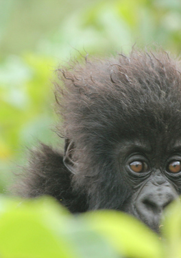 4 day Uganda with Gorilla Trekking and 7 day Kenya Safari!