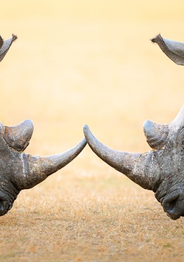 Luxury Dubai, Cape Town, Winelands and Kruger Safari!