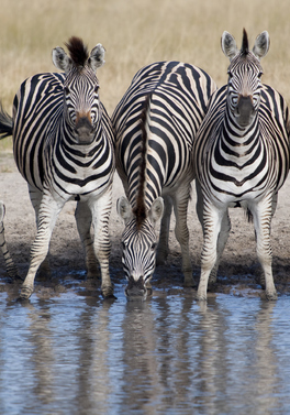 Chobe Game Lodge