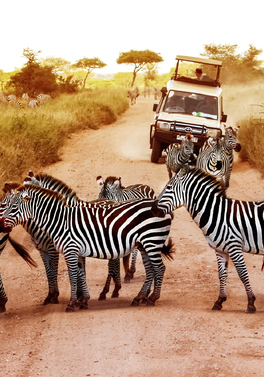 7 night Tanzania Simba Safari and Doha beach!