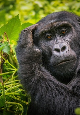 WOW! See the gorillas and chimpanzees in Uganda!
