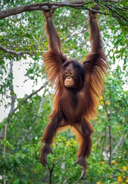 EXTENDED SALE! Kuala Lumpur and Borneo Guided Tour