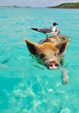 Pigs can't fly, but they do swim!