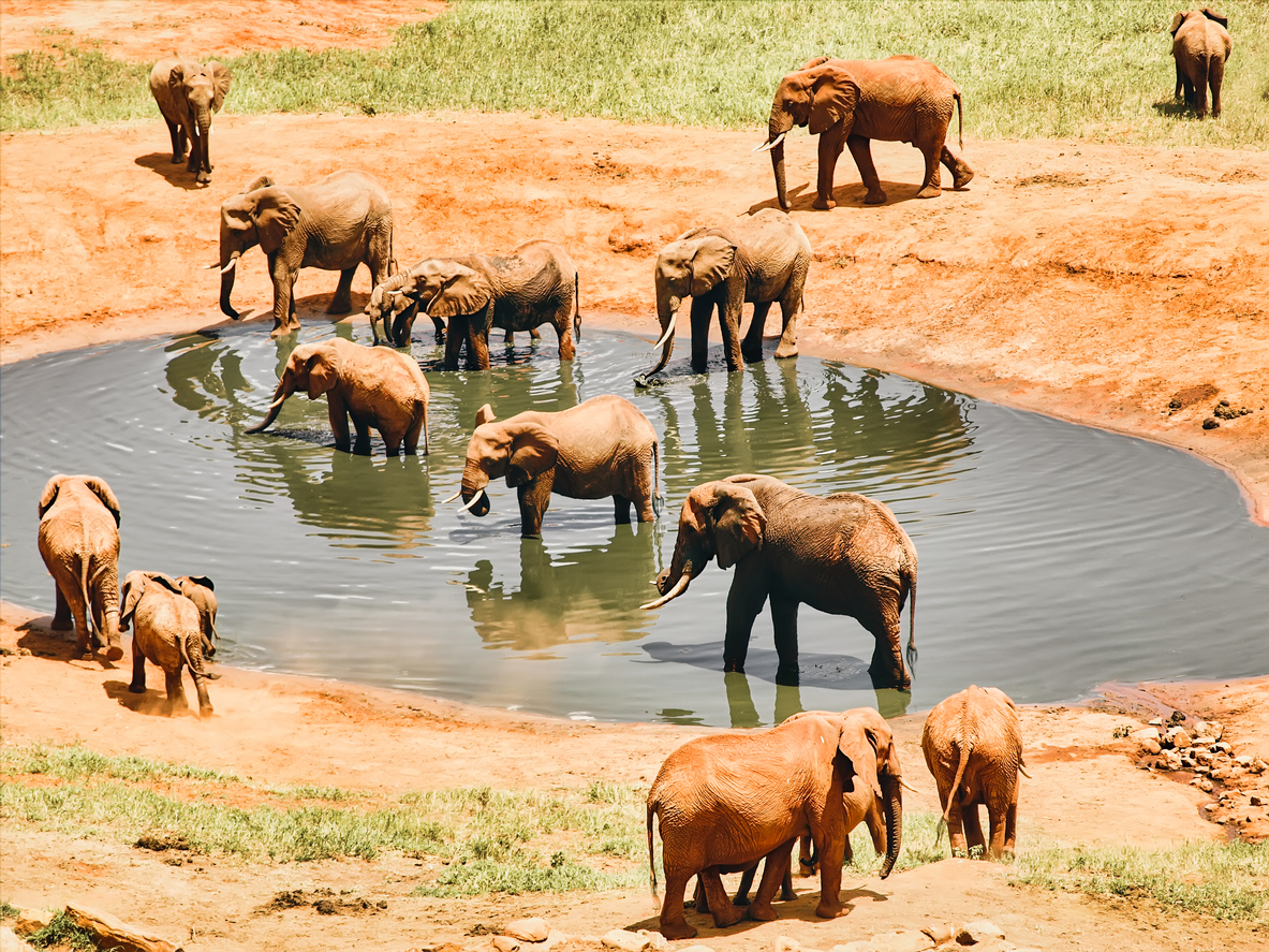 Elephants at the watering hole