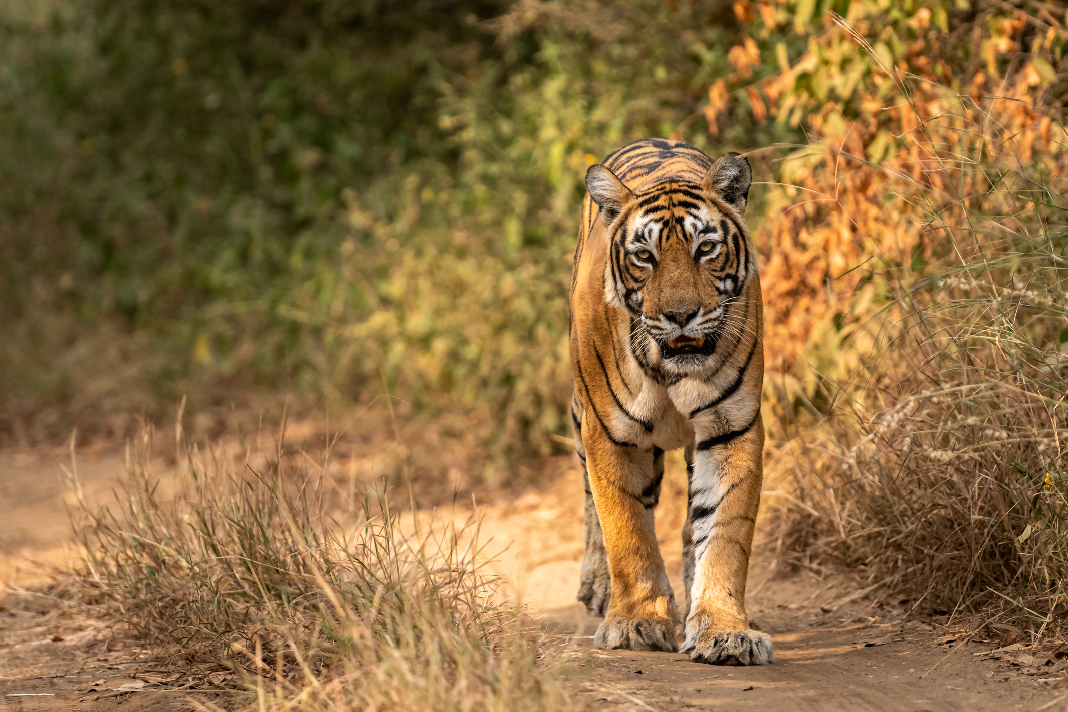 Tiger of Ranthambore