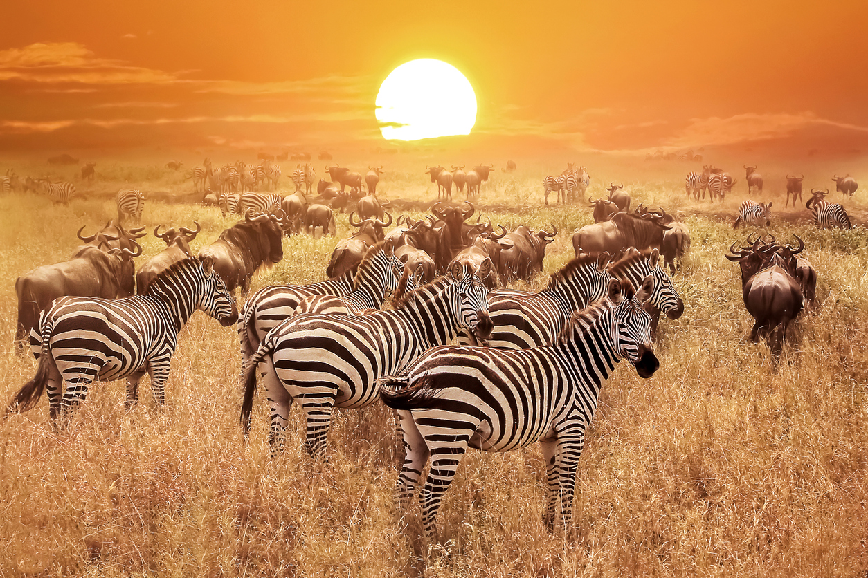 Zebras at sunset in Serengeti
