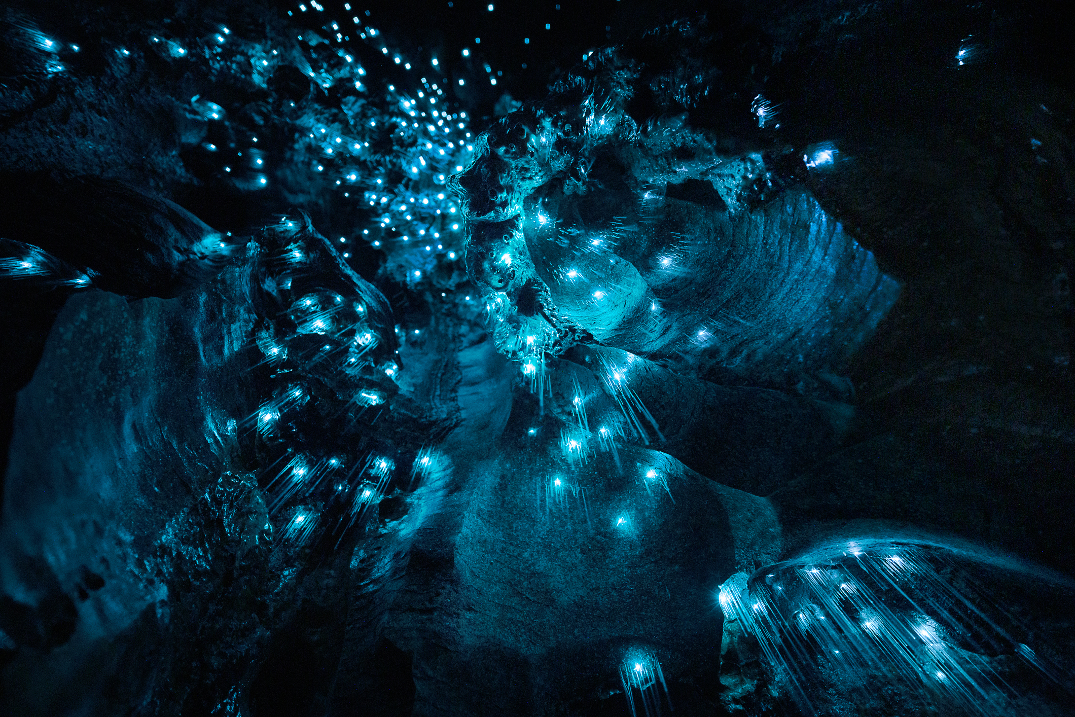 Glow Worms in Cave