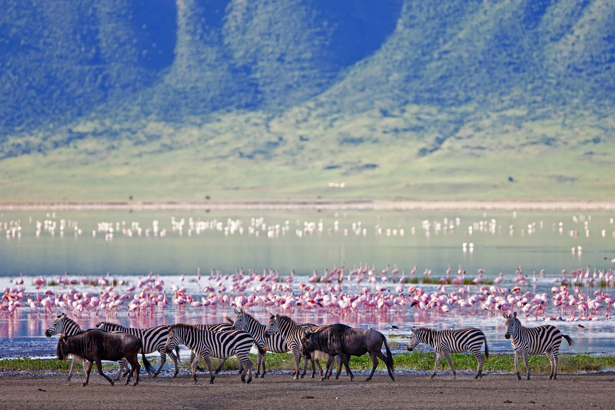 Game near Ngorongoro Crater