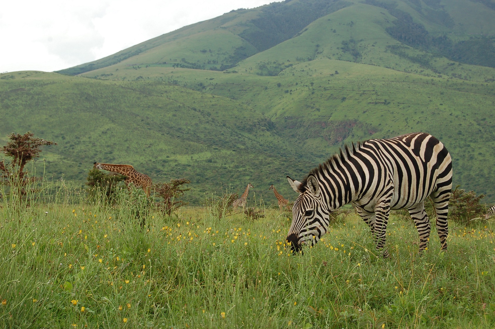 Karatu / Ngorongoro Crater