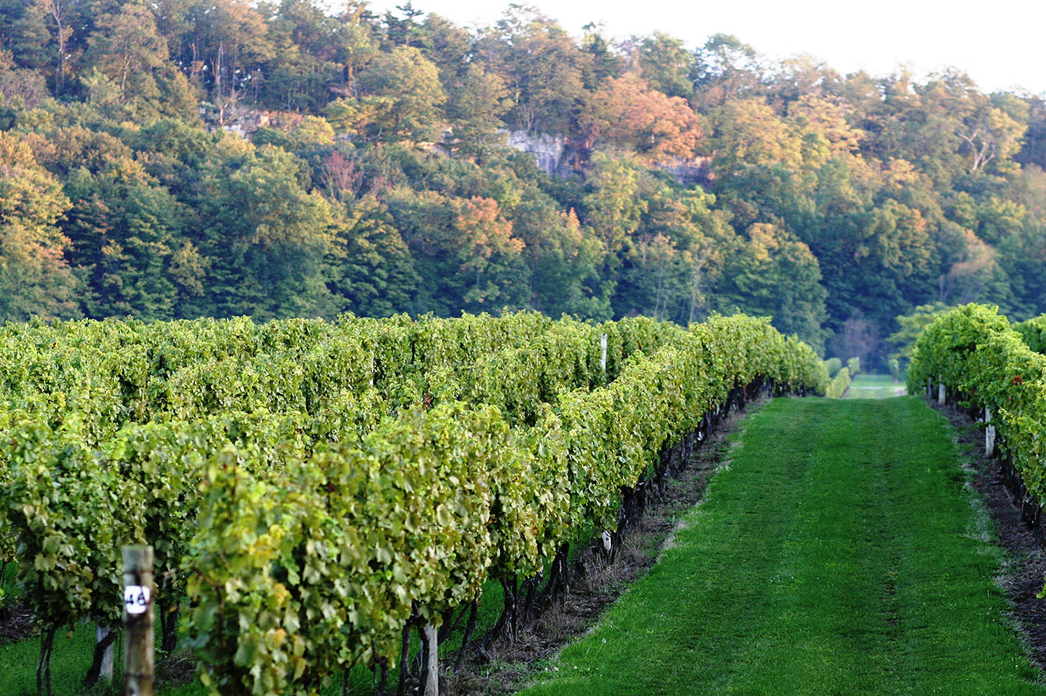Niagara Deluxe Guided Winery Tour