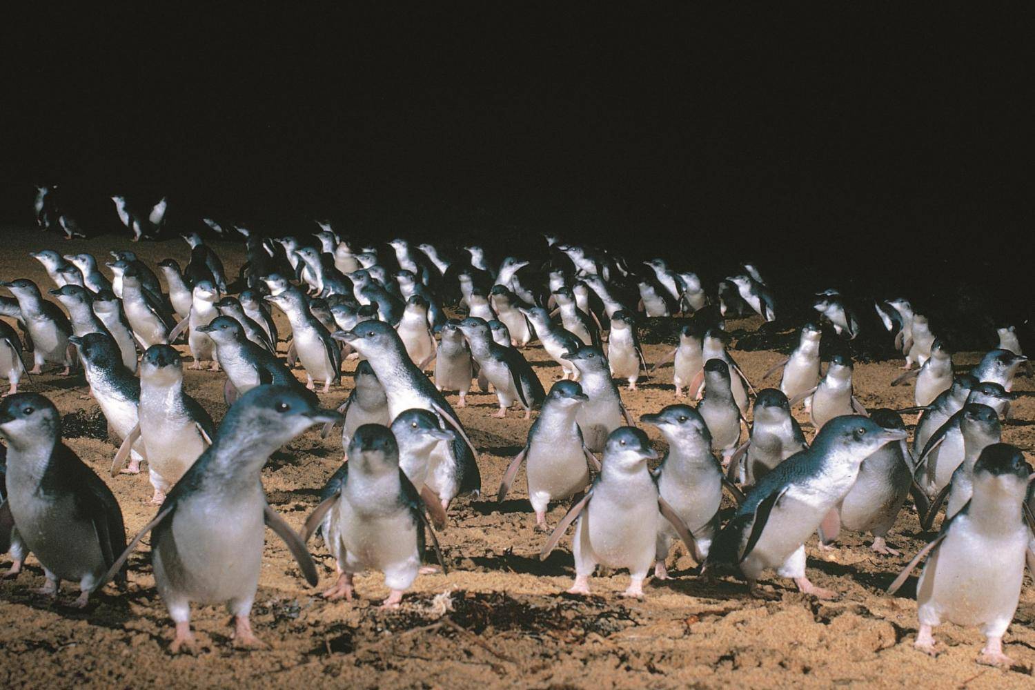 Penguin Parade on Phillip Island