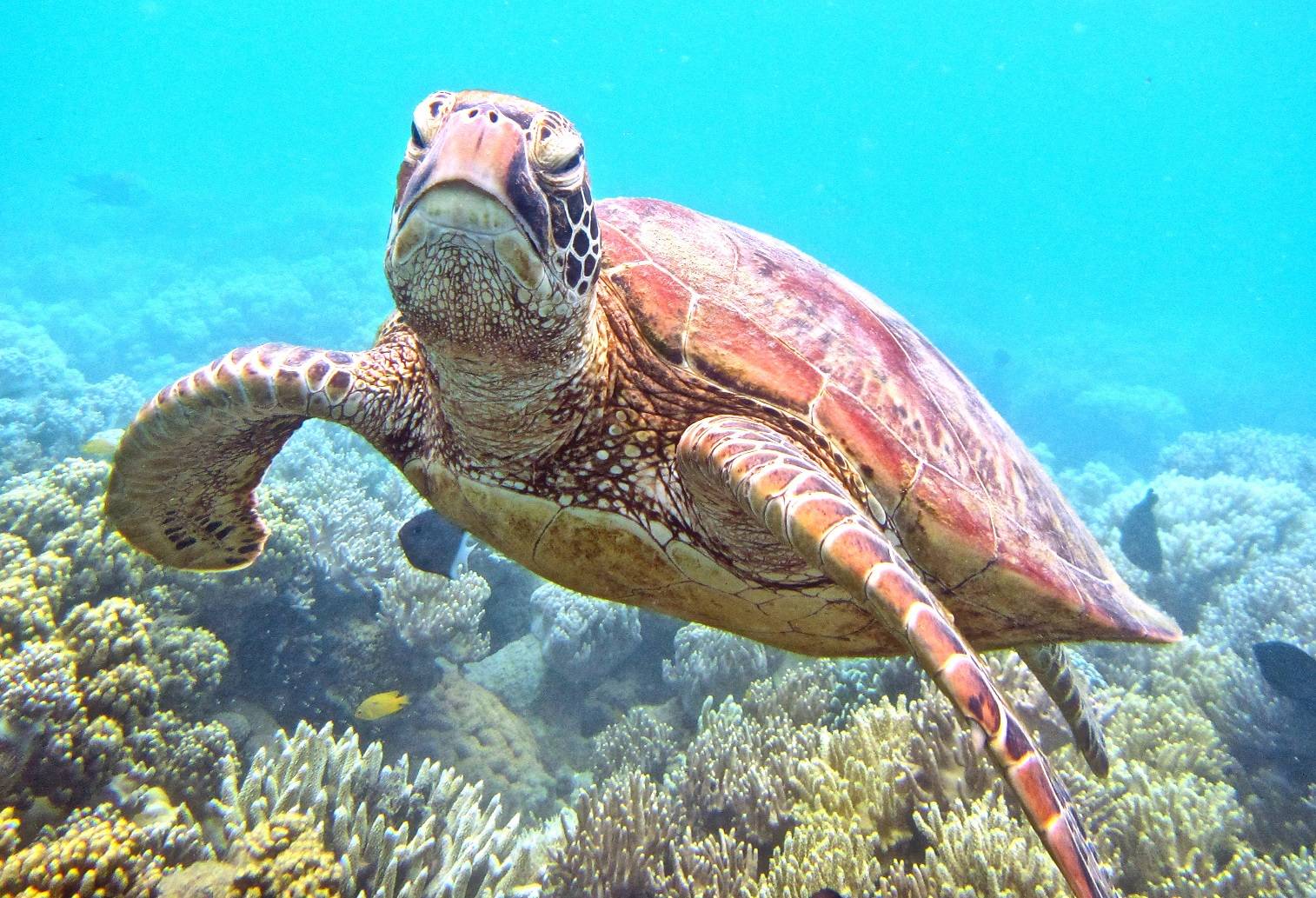 Sea Turtle off Low Isle, Great Barrier Reef