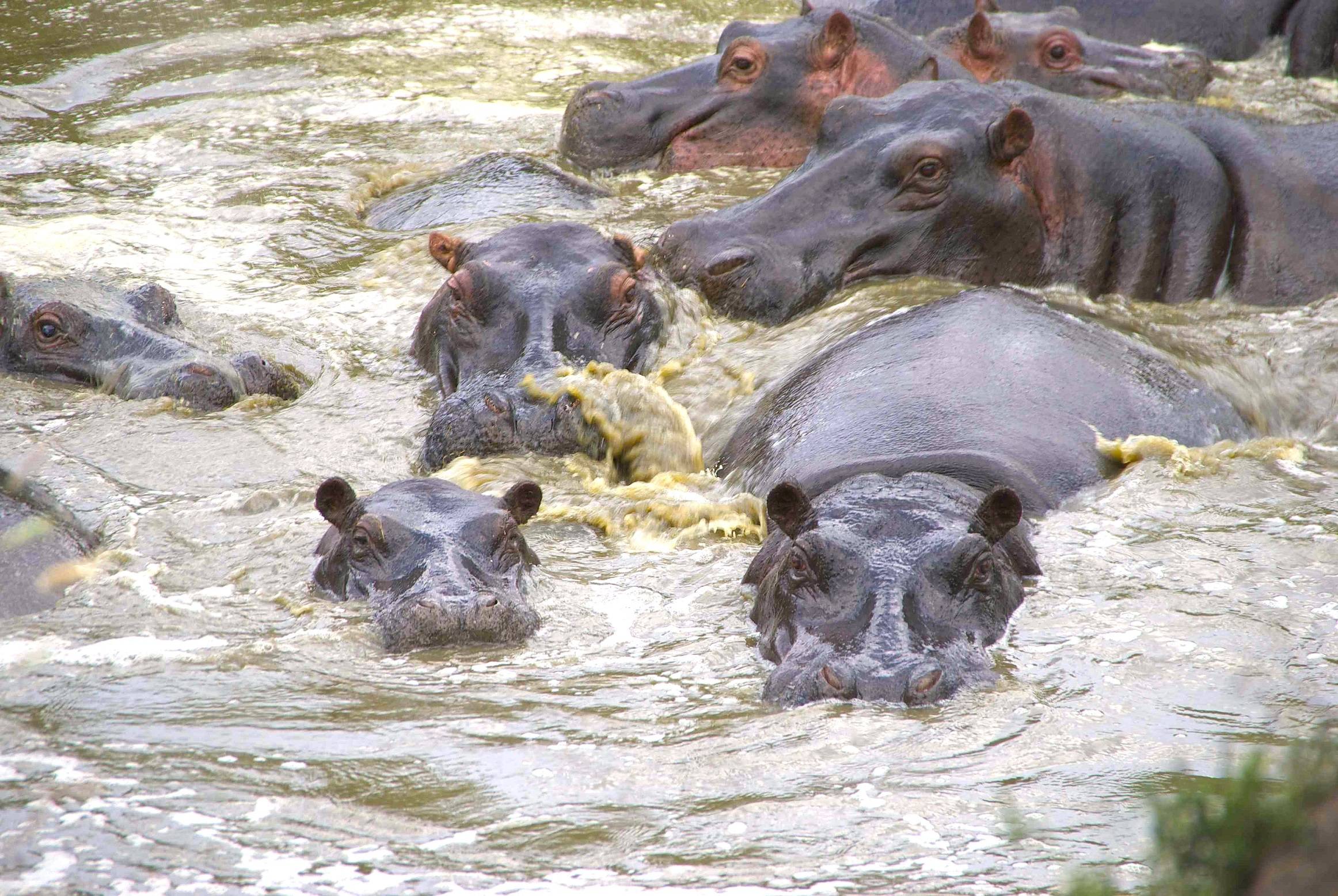 Serengeti Migration Camp - Hippo Pool