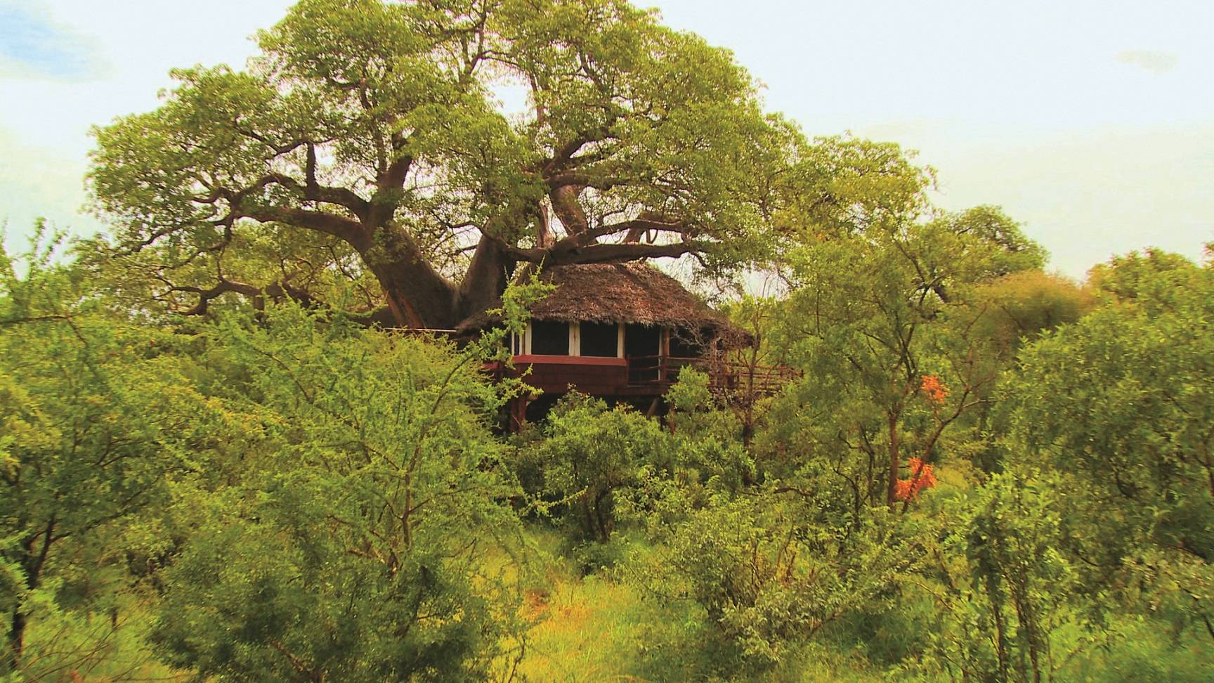 Tarangire Treetops - Treehouse