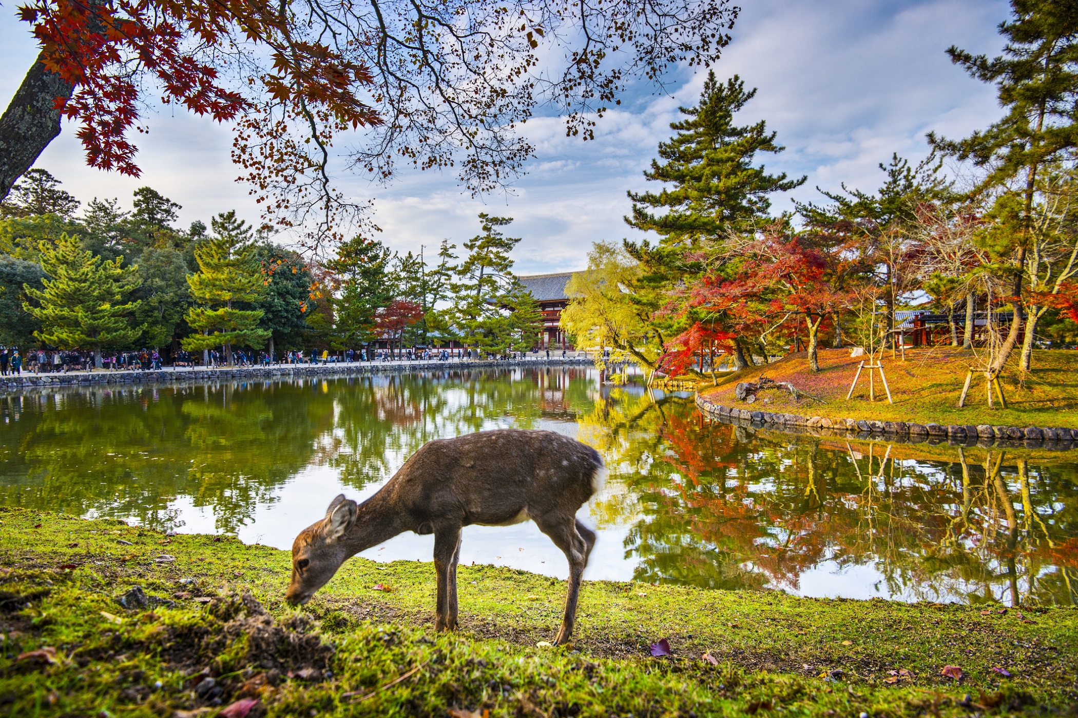 Todaiji Temple and Deers